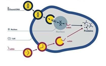 How to effectively transfect cells using mRNA